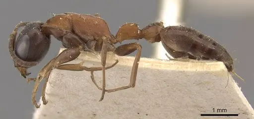 Pseudomyrmex termitarius - CASENT0907483