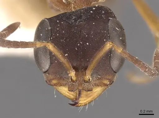 Pseudomyrmex termitarius - CASENT0907484