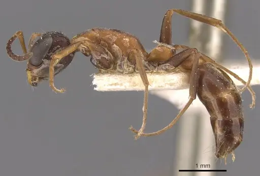 Pseudomyrmex termitarius - CASENT0907484