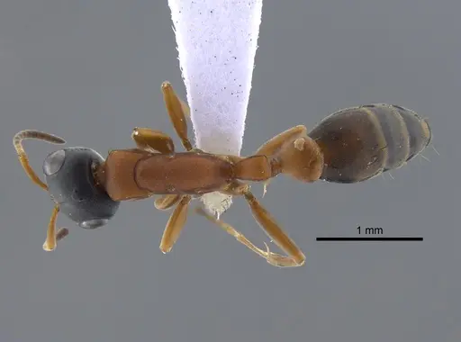Pseudomyrmex termitarius - CBUMAGENT41734