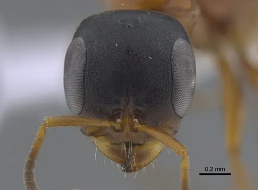 Pseudomyrmex termitarius - CBUMAGENT41734