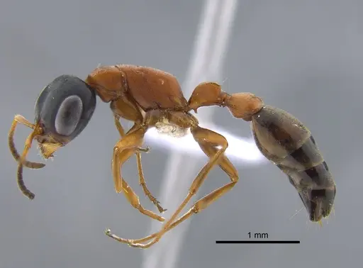 Pseudomyrmex termitarius - CBUMAGENT41734