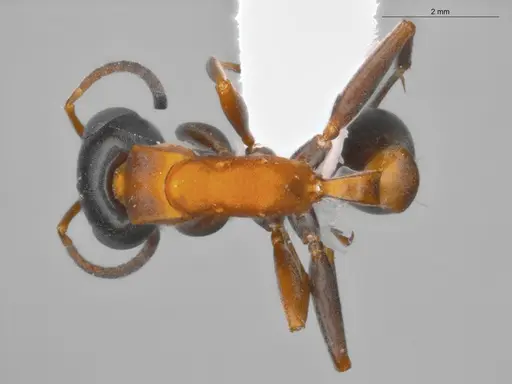 Pseudomyrmex termitarius - ECOFOG-SAV18-0009-06