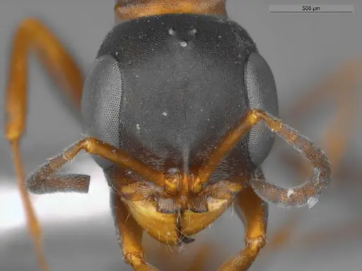 Pseudomyrmex termitarius - ECOFOG-SAV18-0009-06