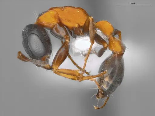 Pseudomyrmex termitarius - ECOFOG-SAV18-0009-06