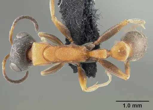 Pseudomyrmex termitarius - USNMENT01124302