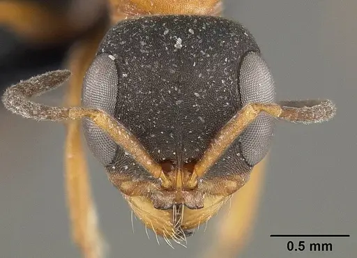 Pseudomyrmex termitarius - USNMENT01124302