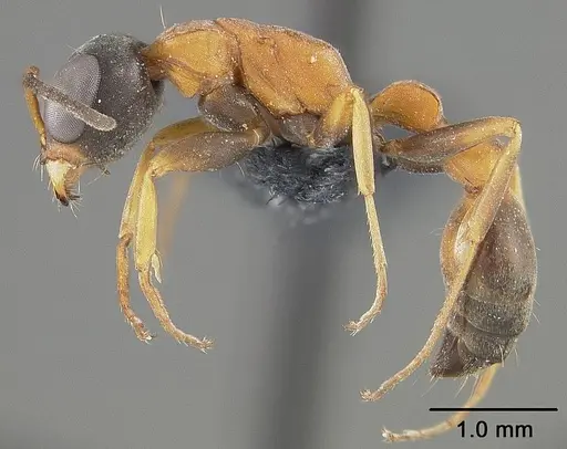 Pseudomyrmex termitarius - USNMENT01124302