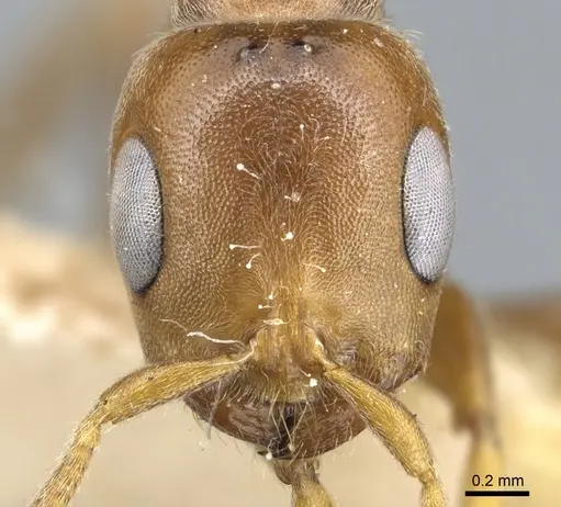 Pseudomyrmex triplaridis specimen