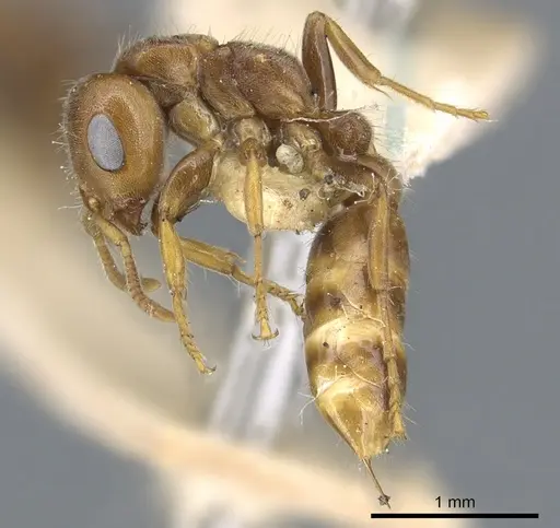 Pseudomyrmex triplaridis specimen
