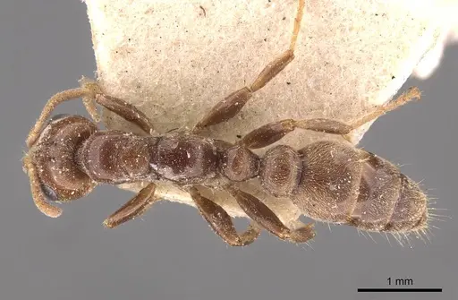Pseudomyrmex triplaridis - CASENT0907566