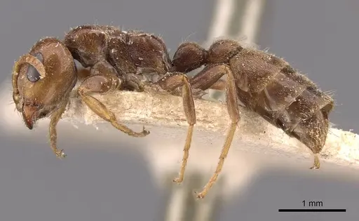 Pseudomyrmex triplaridis - CASENT0907566