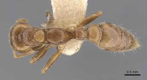 Pseudomyrmex triplaridis - CASENT0915520