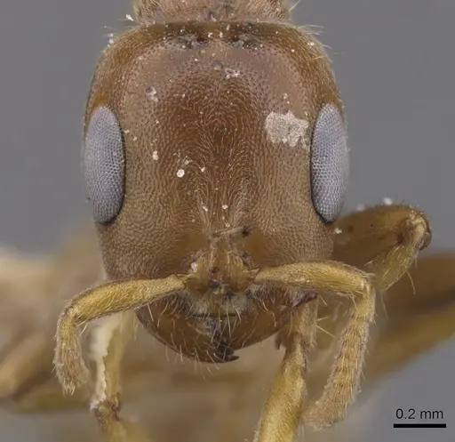 Pseudomyrmex triplaridis - CASENT0915520