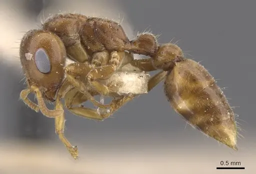Pseudomyrmex triplaridis - CASENT0915520