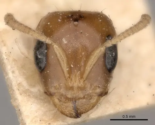 Pseudomyrmex triplarinus specimen