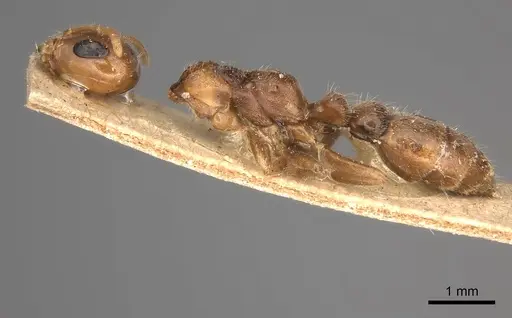 Pseudomyrmex triplarinus specimen