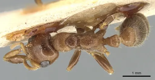 Pseudomyrmex triplarinus - CASENT0904050