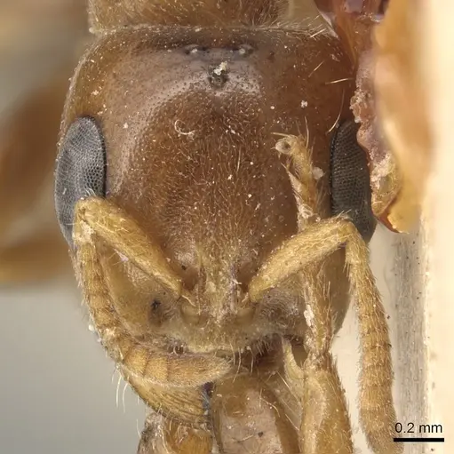 Pseudomyrmex triplarinus - CASENT0904050