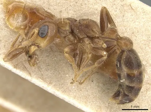 Pseudomyrmex triplarinus - CASENT0904050