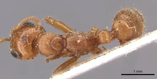 Pseudomyrmex triplarinus - CASENT0907494
