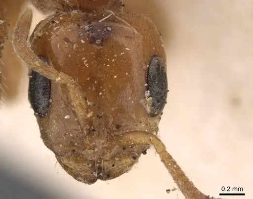 Pseudomyrmex triplarinus - CASENT0907494