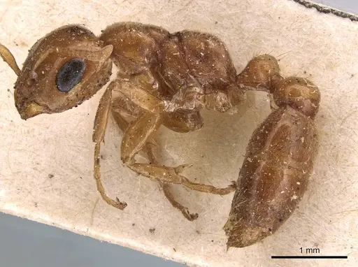 Pseudomyrmex triplarinus - CASENT0907494