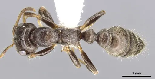 Pseudomyrmex ultrix specimen