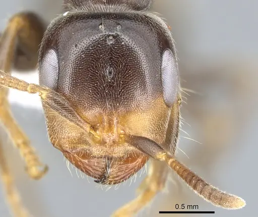 Pseudomyrmex ultrix specimen