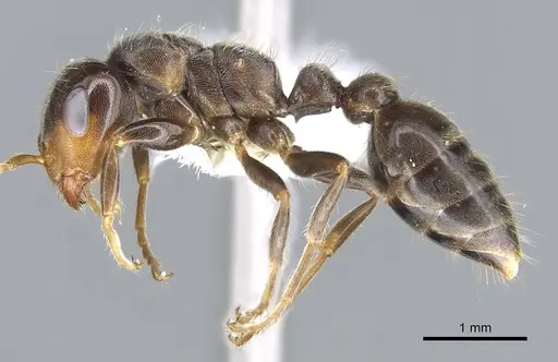 Pseudomyrmex ultrix specimen