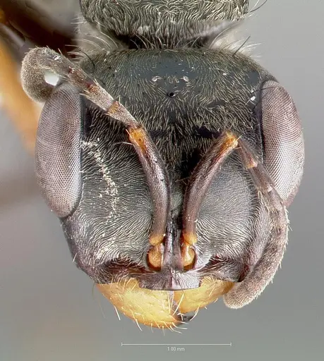 Pseudomyrmex unicolor specimen