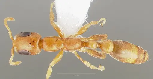 Pseudomyrmex urbanus specimen