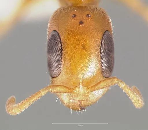 Pseudomyrmex urbanus specimen