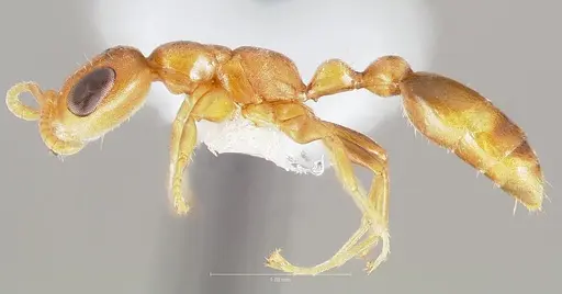 Pseudomyrmex urbanus specimen