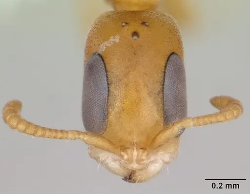 Pseudomyrmex urbanus - CASENT0173783