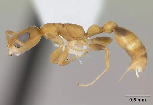 Pseudomyrmex urbanus - CASENT0173783