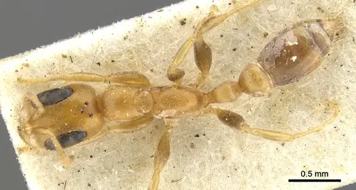 Pseudomyrmex urbanus - CASENT0902916