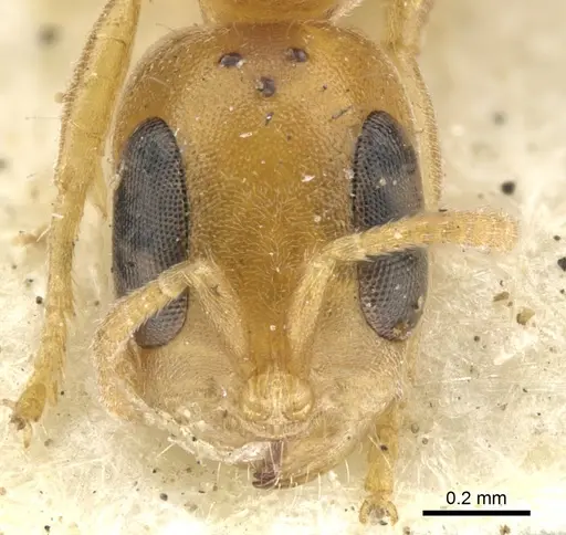 Pseudomyrmex urbanus - CASENT0902916