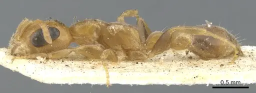 Pseudomyrmex urbanus - CASENT0902916