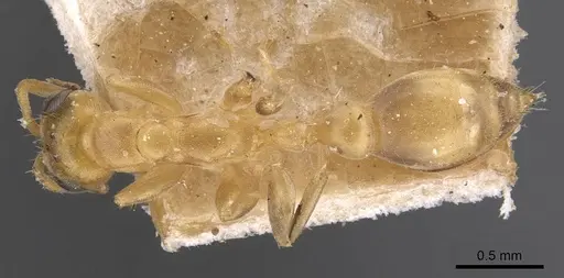 Pseudomyrmex urbanus - CASENT0907522