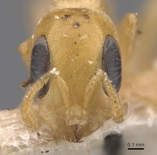 Pseudomyrmex urbanus - CASENT0907522