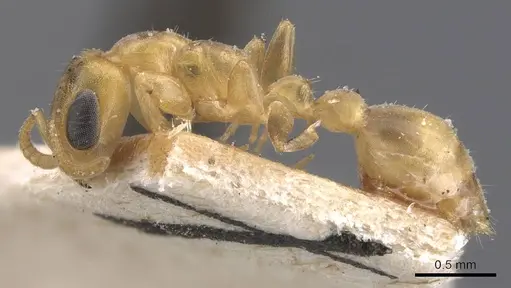 Pseudomyrmex urbanus - CASENT0907522