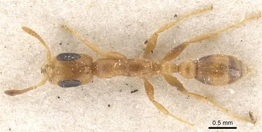 Pseudomyrmex urbanus - CASENT0915522