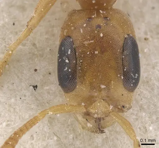 Pseudomyrmex urbanus - CASENT0915522