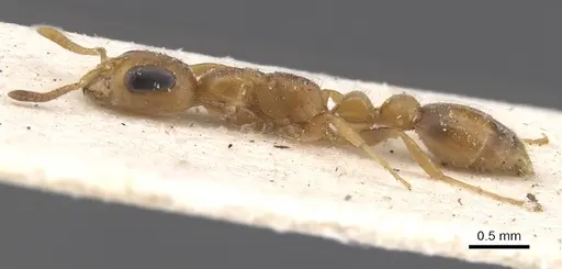 Pseudomyrmex urbanus - CASENT0915522