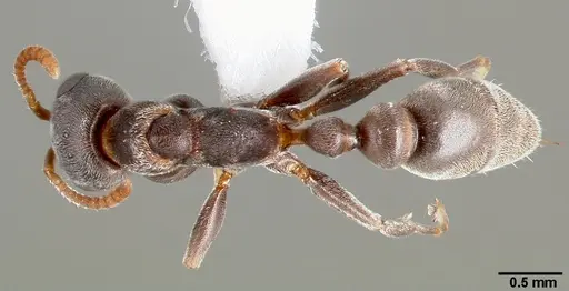 Pseudomyrmex veneficus specimen
