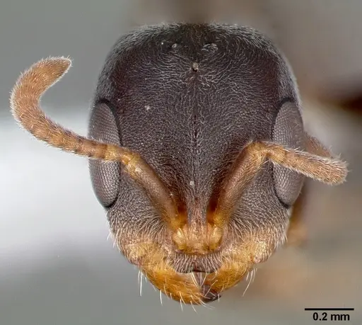 Pseudomyrmex veneficus specimen