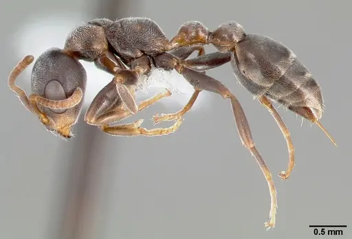 Pseudomyrmex veneficus specimen