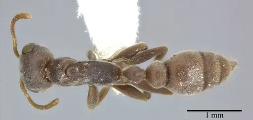 Pseudomyrmex veneficus - CASENT0246301