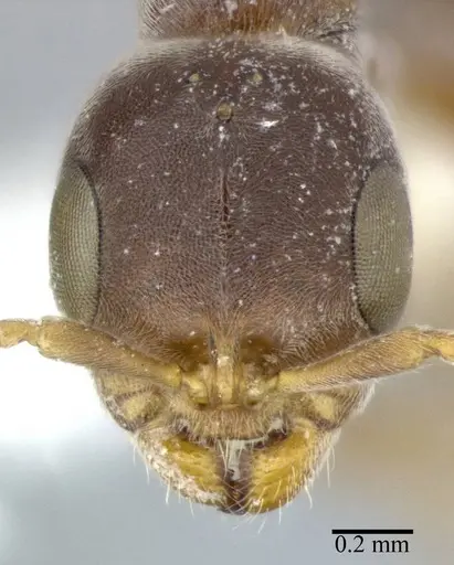 Pseudomyrmex veneficus - CASENT0246301